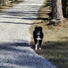 The dog coming up a freshly laid gravel driveway